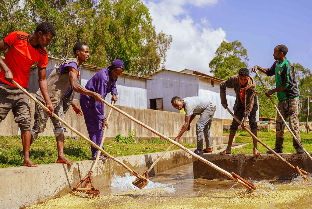 Ethiopian coffee team washing and sorting beans at Daye Bensa