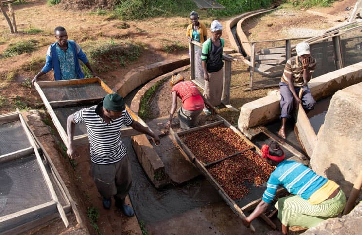 Ethiopian coffee workers processing cherries in Sidama