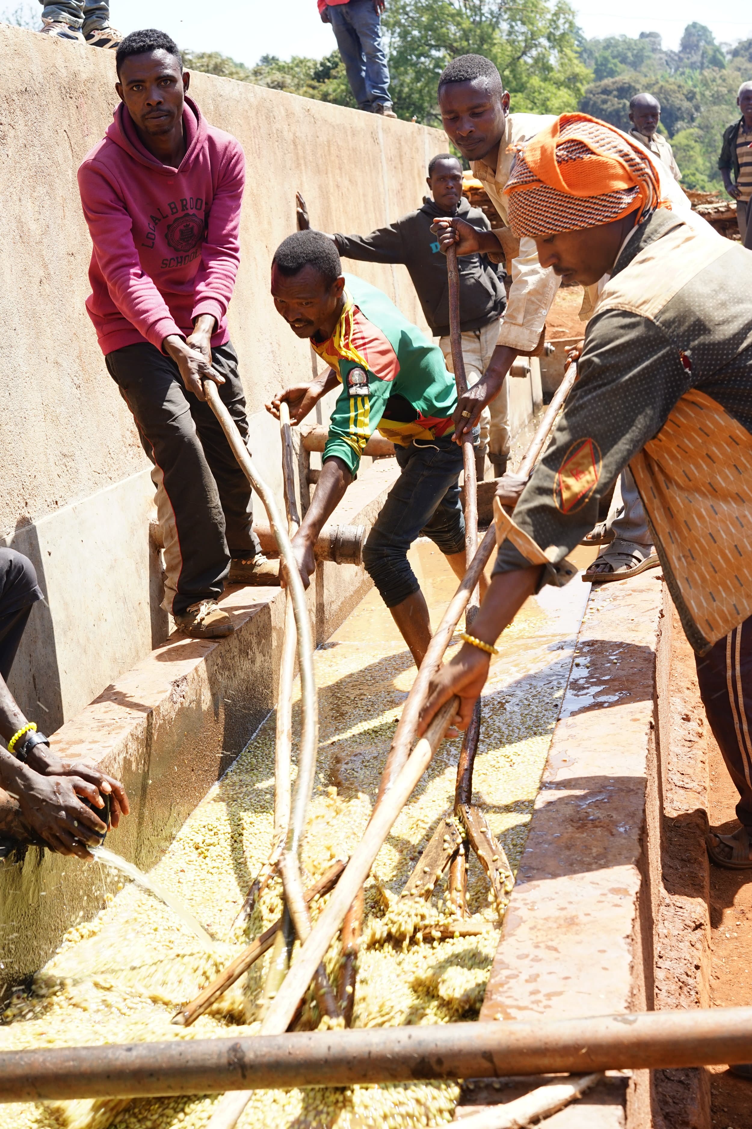 Coffee washing at a station in Yirgacheffe, Ethiopia