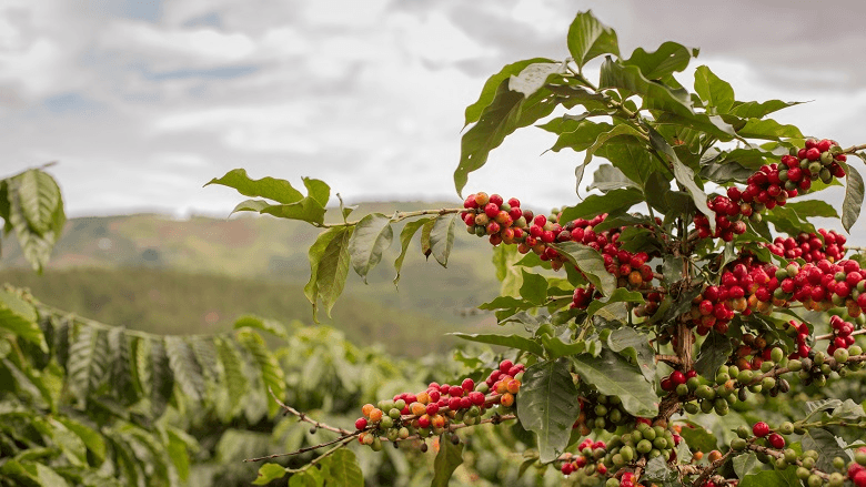 Ripe coffee cherries growing on a highland coffee farm